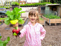 Radieschen aus Gröpelingen